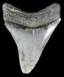 Serrated, Juvenile Megalodon Tooth - South Carolina #45829-1